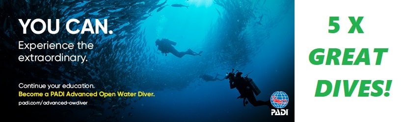 WELLINGTON-fun-scuba-diving-advanced-open-water-course-nz