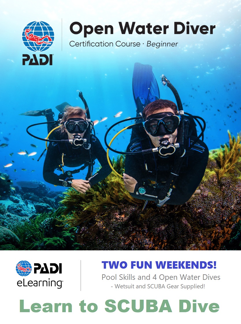 scuba diving course dive lessons wellington padi dive fun